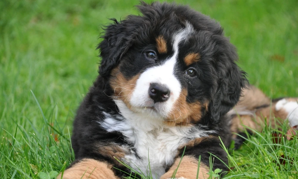 los perros pueden tener diabetes