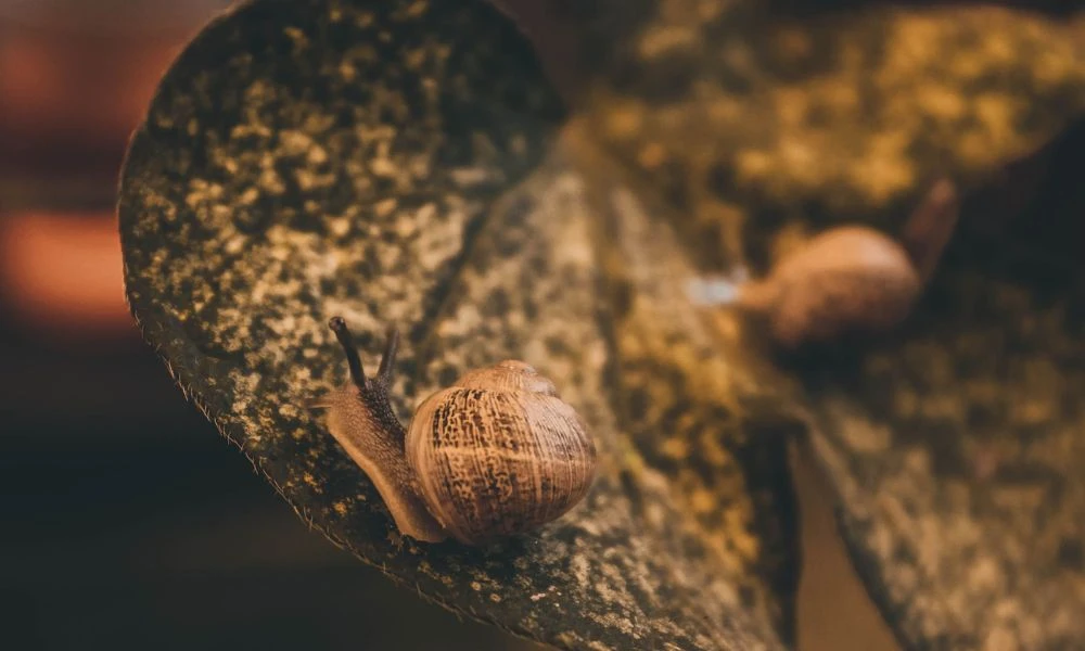 Insecto.