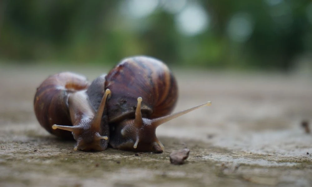 Caracol en grupo.
