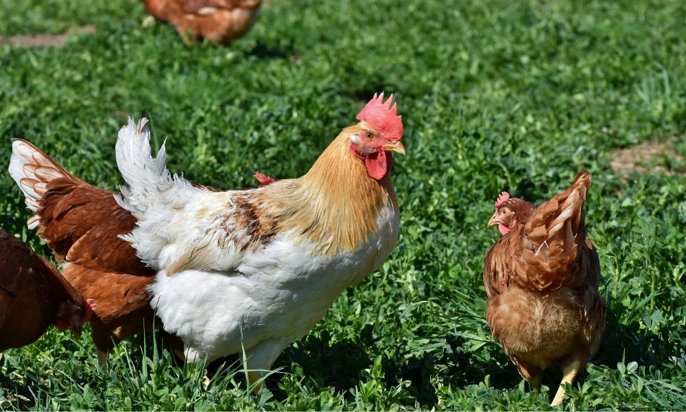 Gallo en el campo.