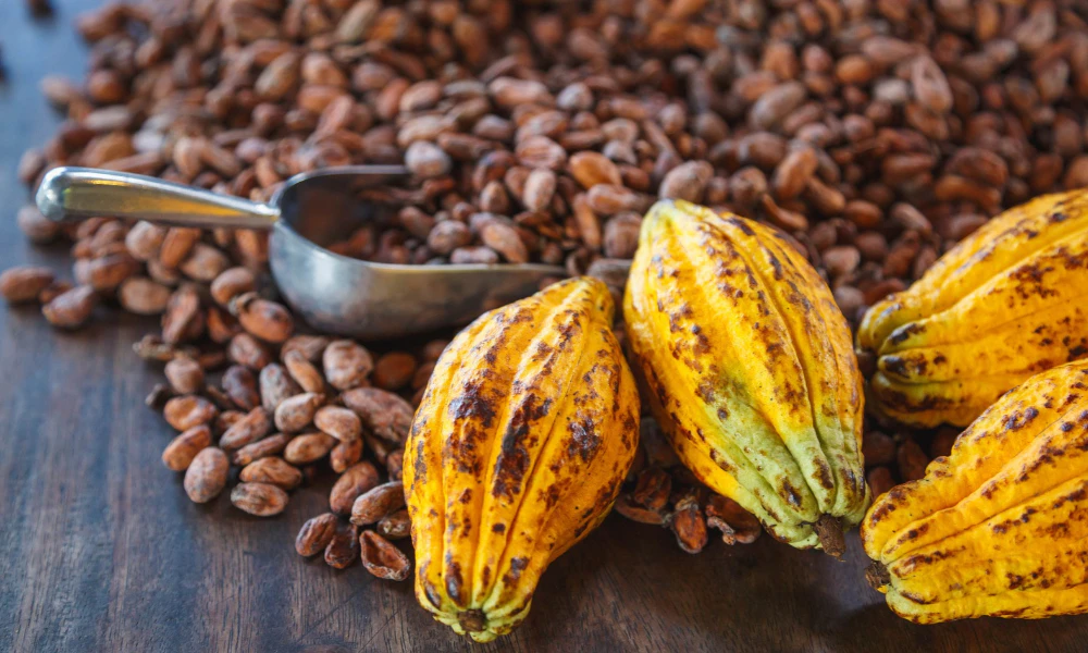 semillas de cacao