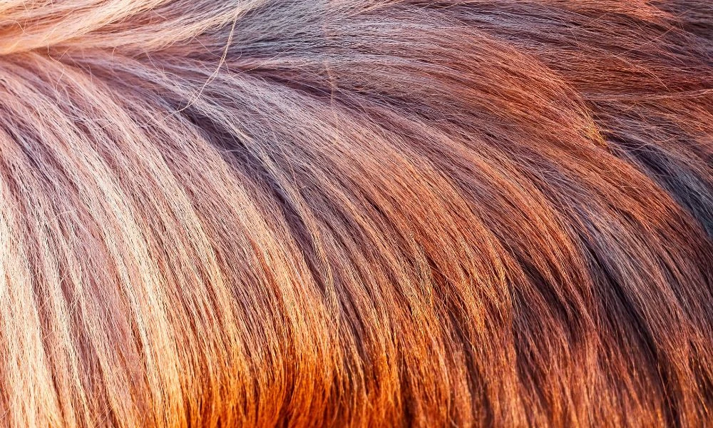 Cabello.
