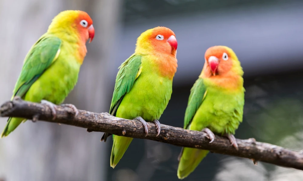 ¿Qué es la geodiversidad y por qué es tan importante como la biodiversidad?