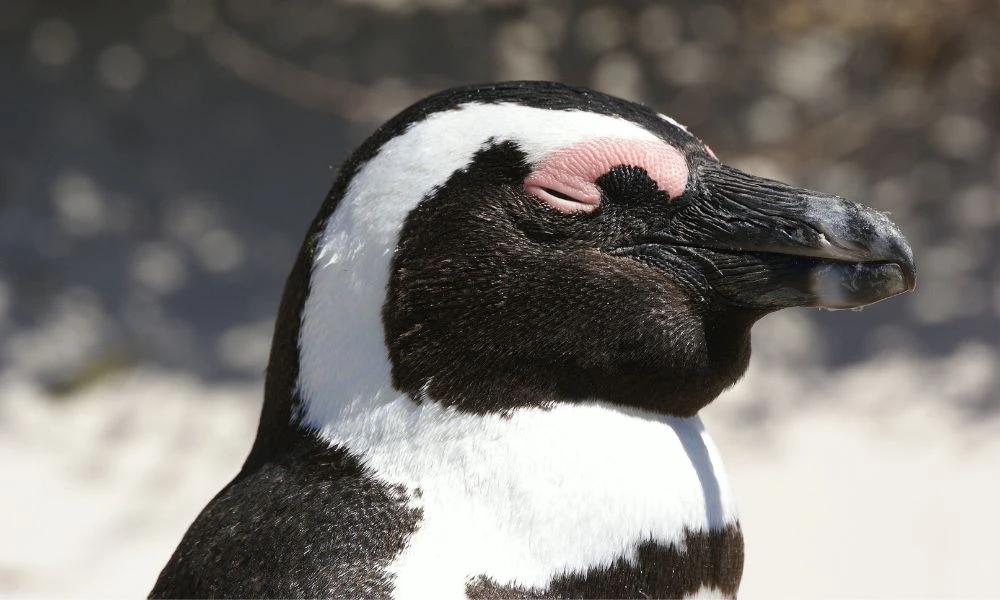 Aspecto de los pingüinos.