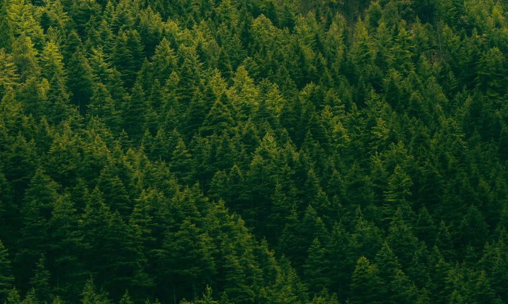 Naturaleza.