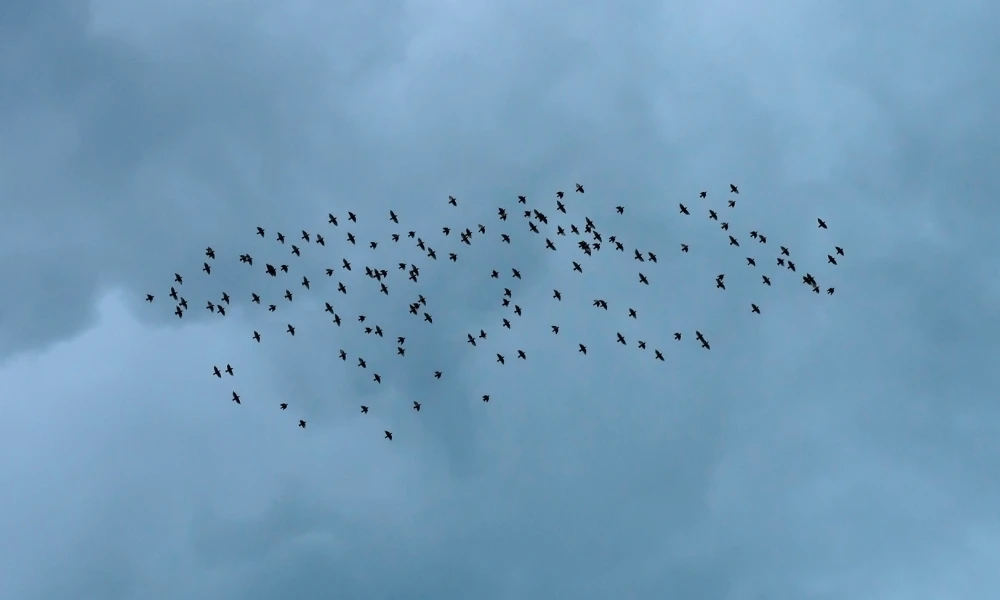 cómo saben las aves que se acerca una tormenta