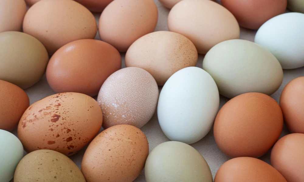 Salmonela: ¿cómo puede una bacteria llegar al interior de un huevo?