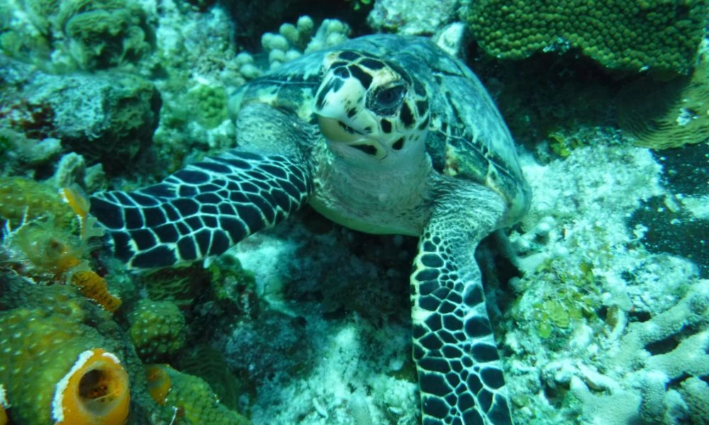 Tortuga marina.
