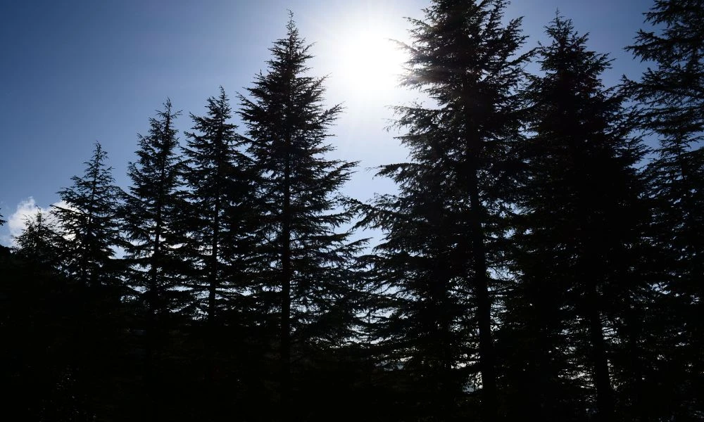 Pinos en el bosque.