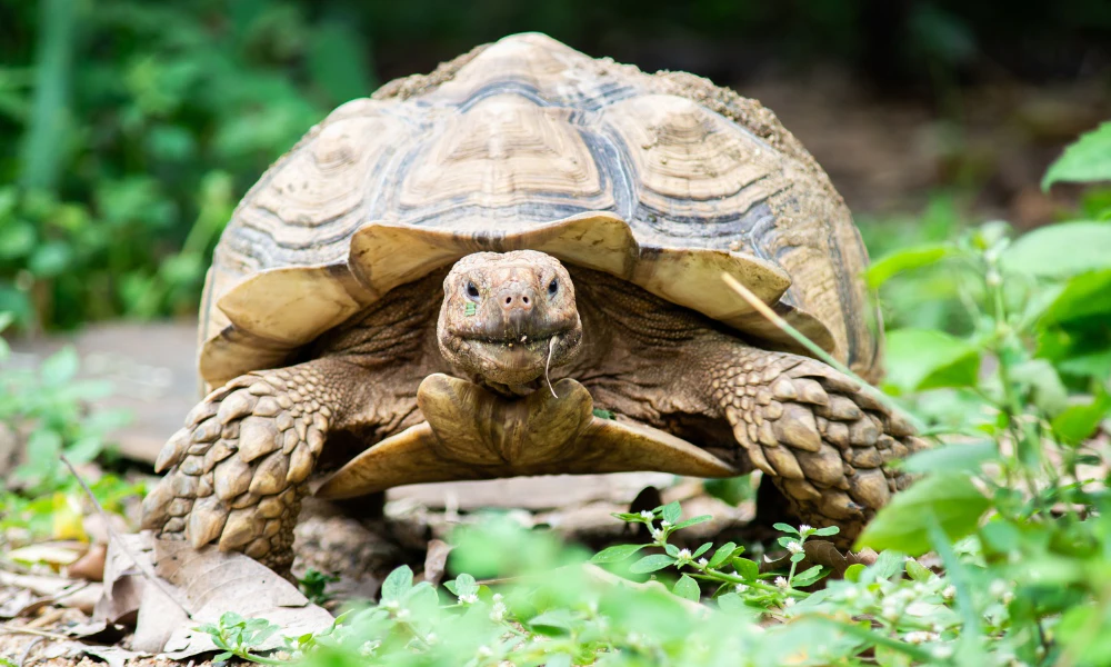 por qué las tortugas son lentas