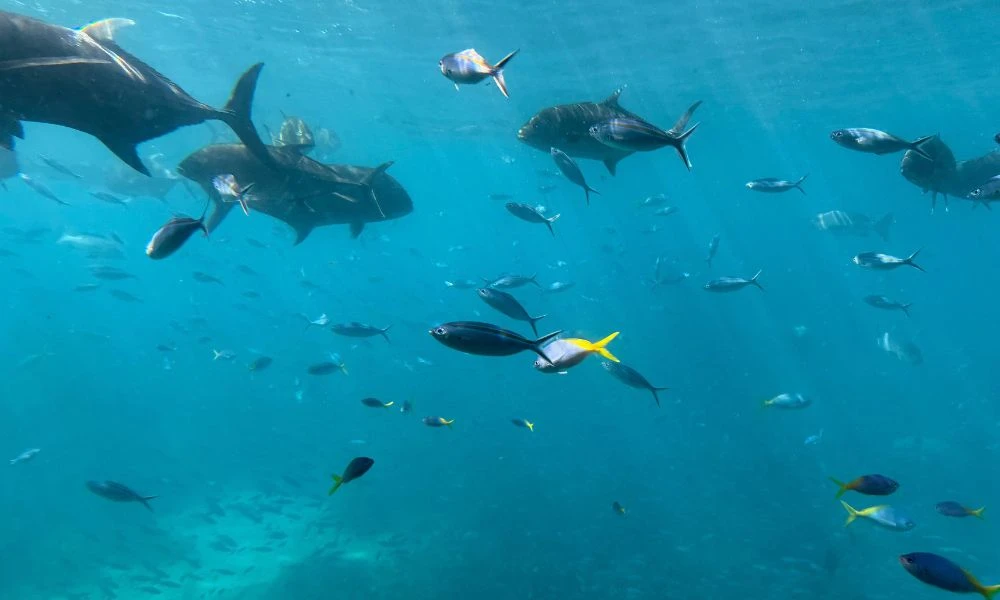 Peces en grupo.