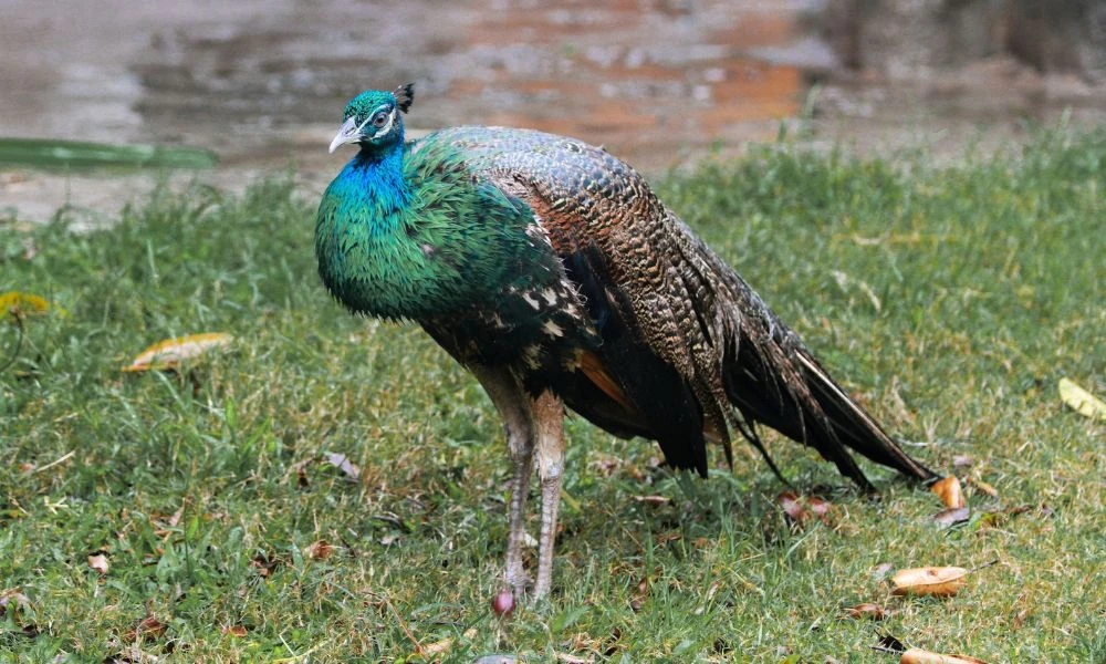 Pavo real en detalle.