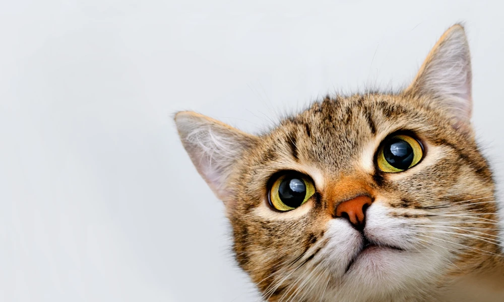 ¿Por qué se le dice "Michi" a los gatos?