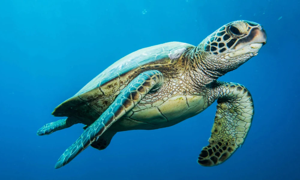 por qué las tortugas son lentas