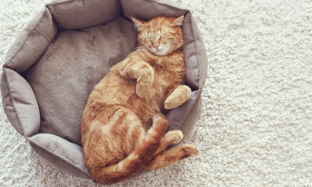 ¿Por qué los gatos duermen tanto?