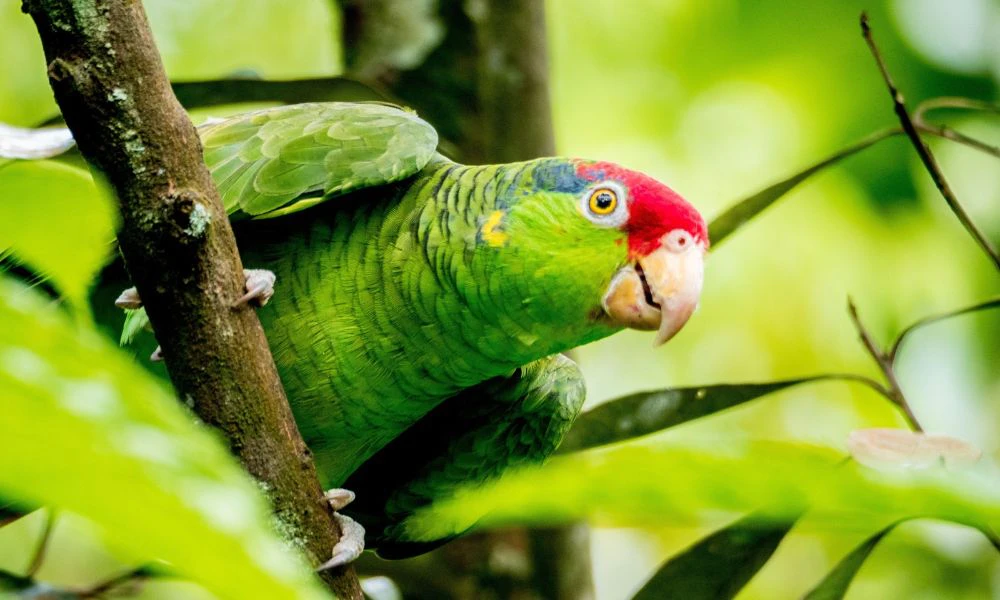 Loros en árboles.