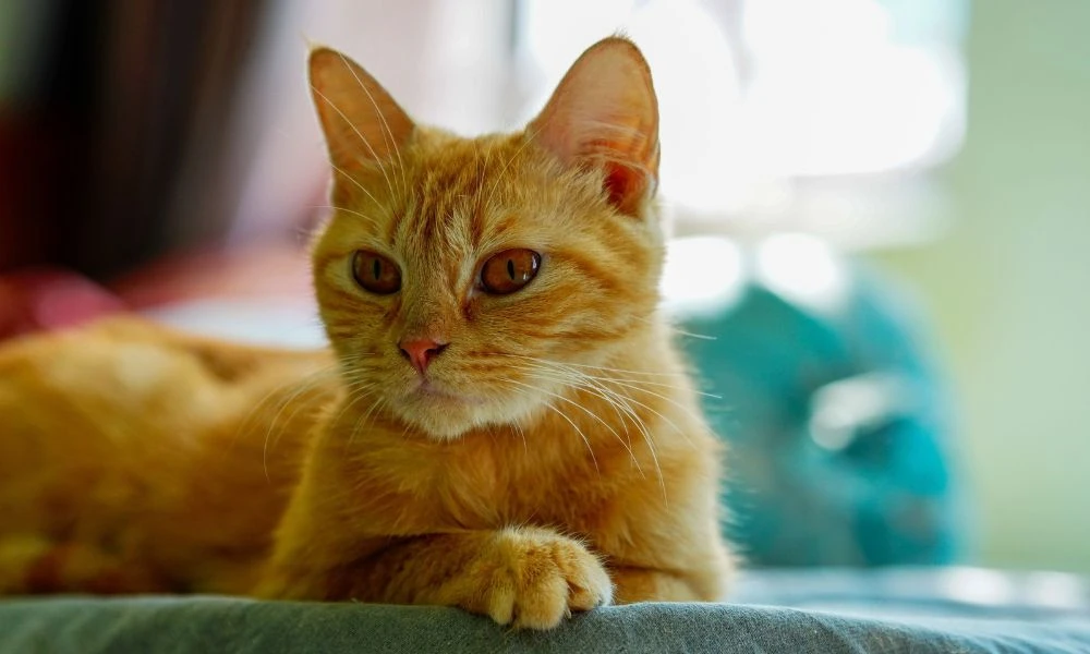 Gato naranja.