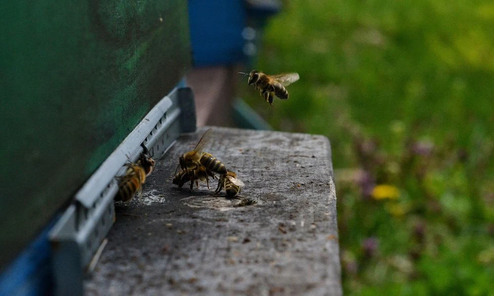 Abejas en madera.