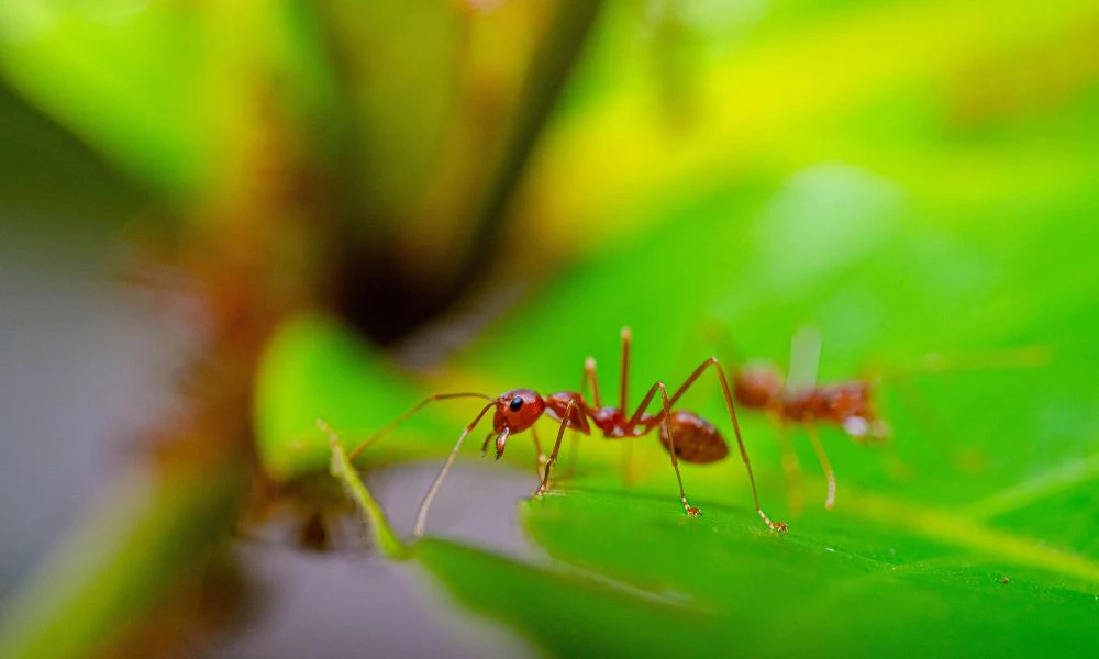 Naturaleza.