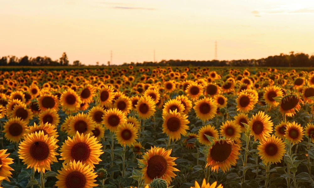 por qué el girasol tiene ese nombre