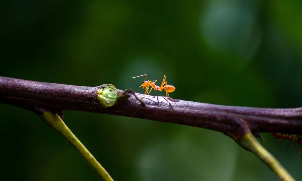 Hormiga en un árbol.
