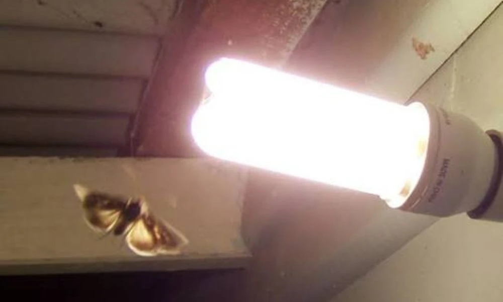 Polillas en la luz.