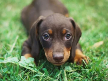 los perros pueden tener diabetes