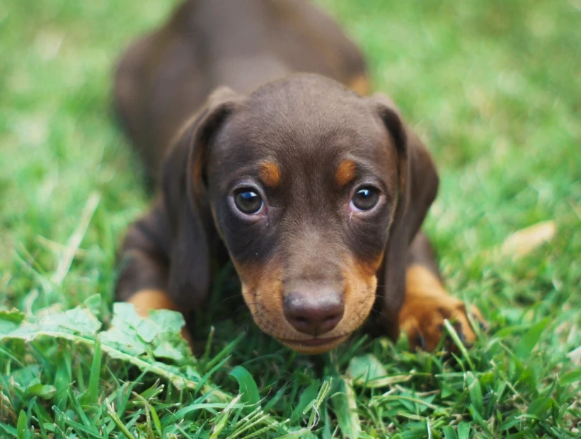 los perros pueden tener diabetes
