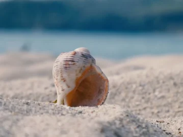 caracol