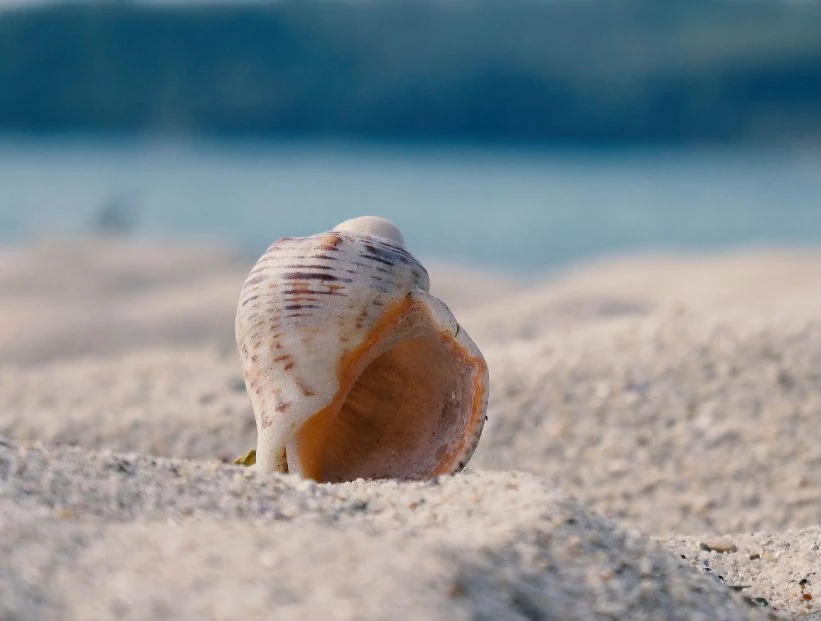 caracol