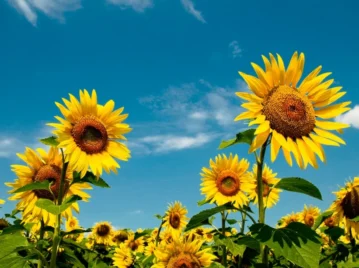por qué el girasol tiene ese nombre