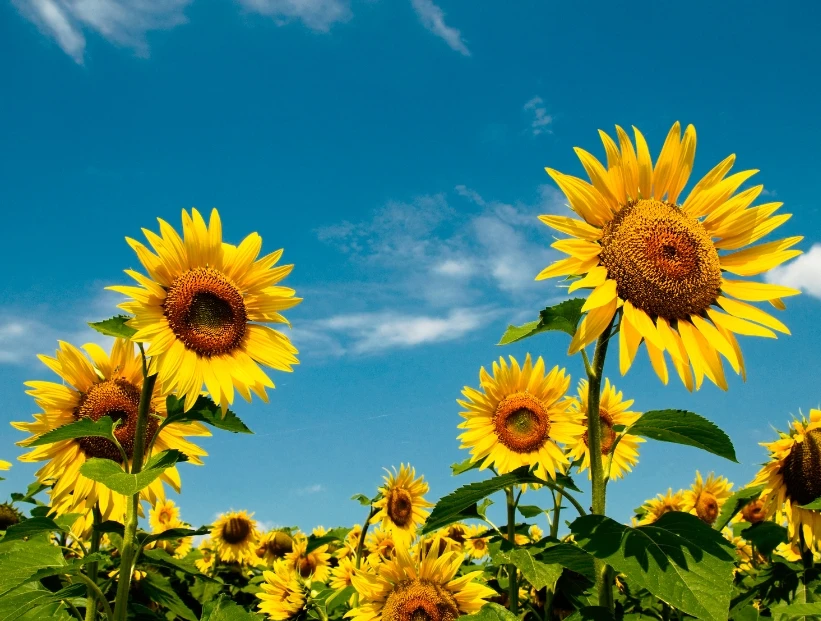 por qué el girasol tiene ese nombre