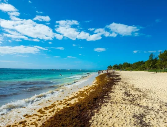 ¿Por qué enormes cantidades de algas pueden cubrir las playas de Punta Cana y otros lugares del Caribe?