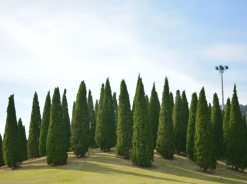 pinos