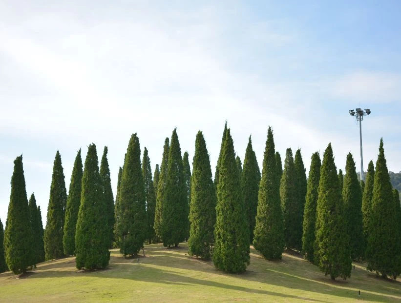 pinos