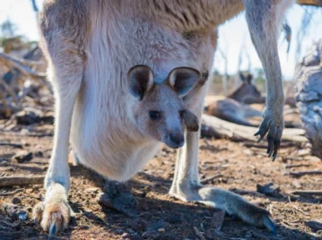 canguro