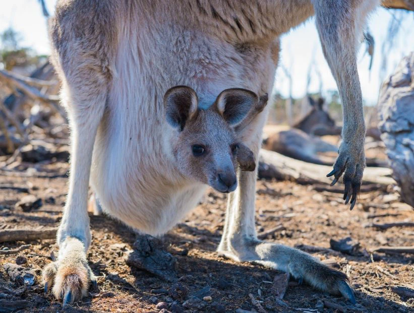 canguro