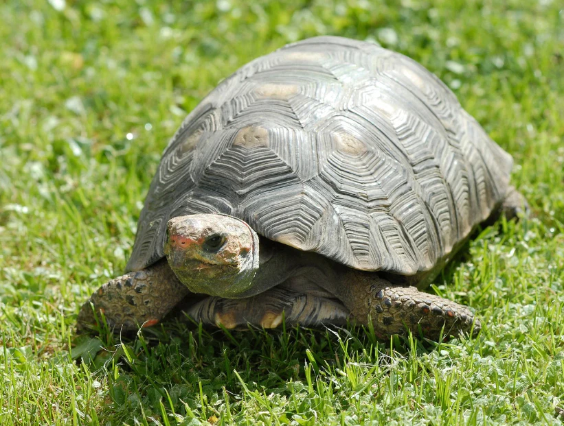 por qué las tortugas son lentas