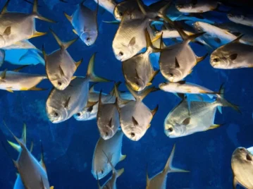 peces