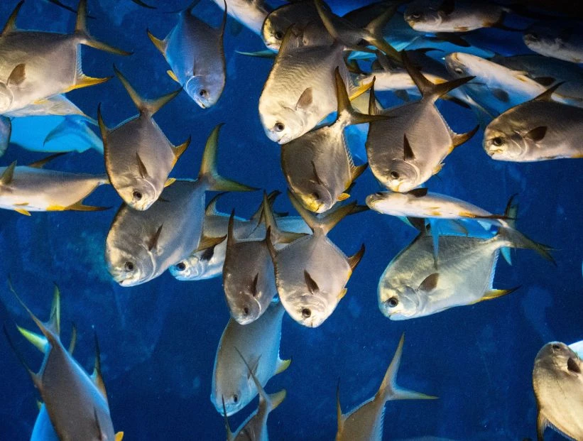 peces