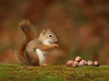 ¿Por qué las ardillas esconden bellotas?