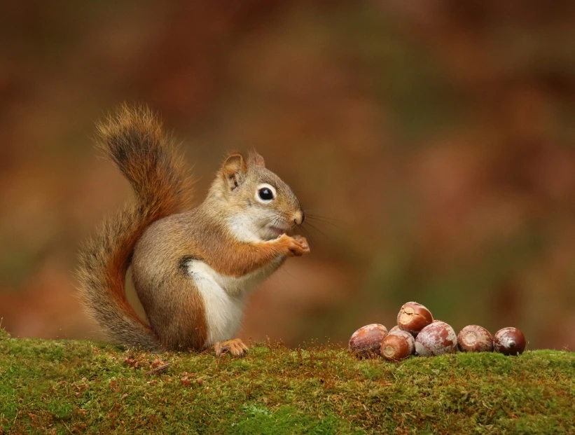 ¿Por qué las ardillas esconden bellotas?