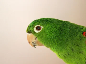 loros