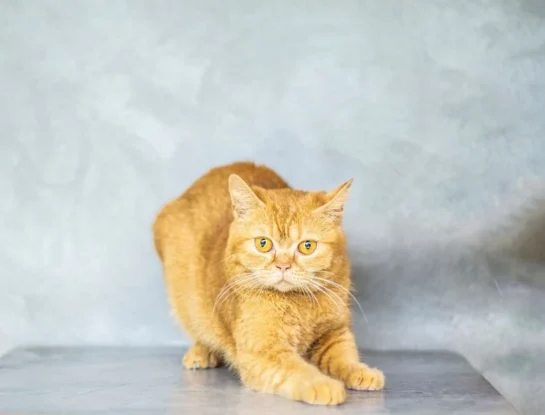 ¿Cómo hacen los gatos para caer casi siempre sobre sus patas?