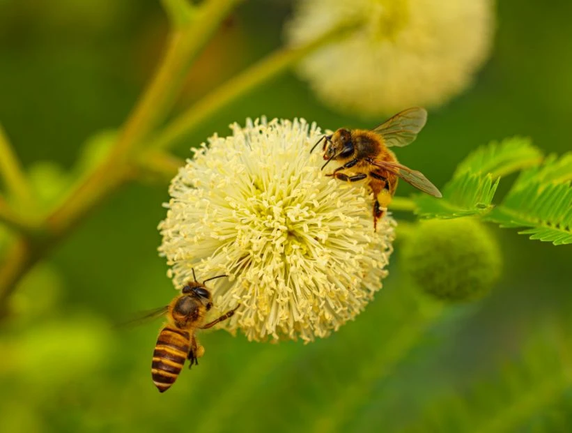 abejas