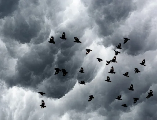 cómo saben las aves que se acerca una tormenta
