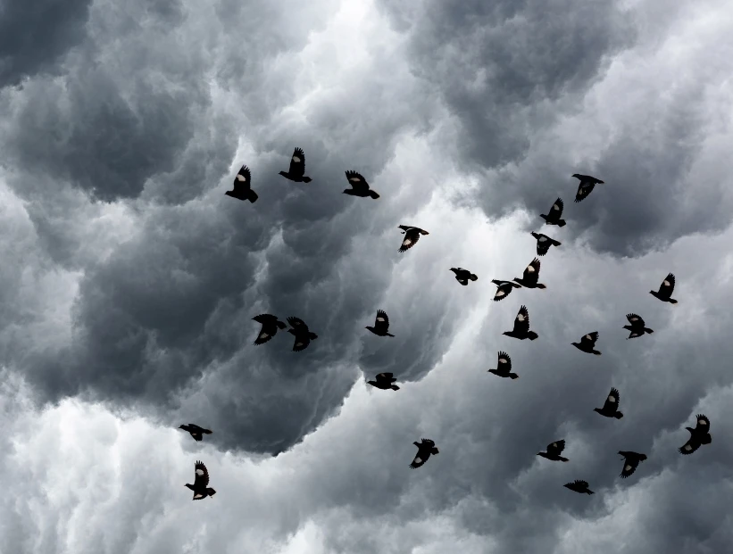 cómo saben las aves que se acerca una tormenta