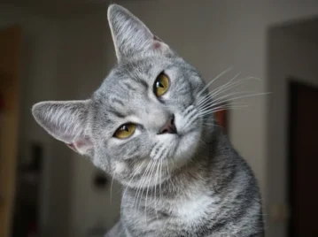 ¿Por qué se le dice "Michi" a los gatos?
