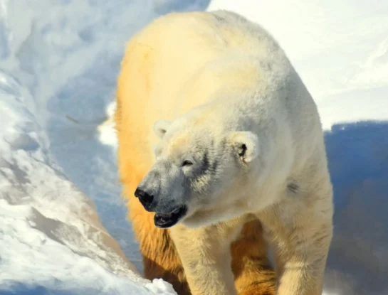 ¿Qué tipo de piel tiene el oso polar y cómo soporta temperaturas extremas?