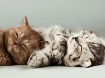 ¿Por qué los gatos duermen tanto?